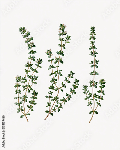 Vintage Botanical Illustration Collection – Aromatic Flowers and Fragrance Plants_thyme sprigs with tiny flowers