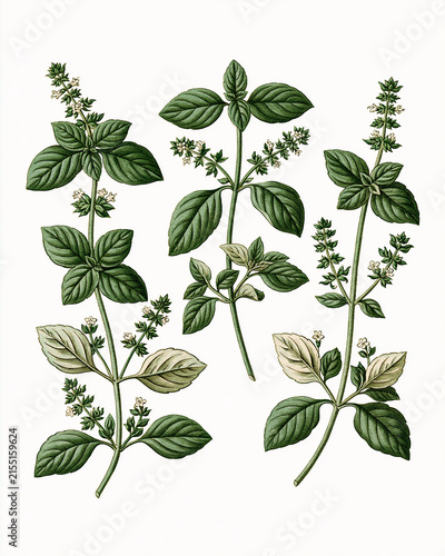 Vintage Botanical Illustration Collection – Aromatic Flowers and Fragrance Plants_fresh basil stems