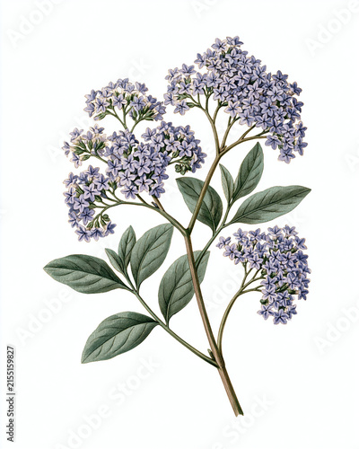 Vintage Botanical Illustration Collection – Aromatic Flowers and Fragrance Plants_heliotrope flowering stem