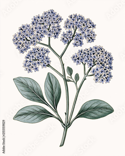 Vintage Botanical Illustration Collection – Aromatic Flowers and Fragrance Plants_heliotrope flowering stem