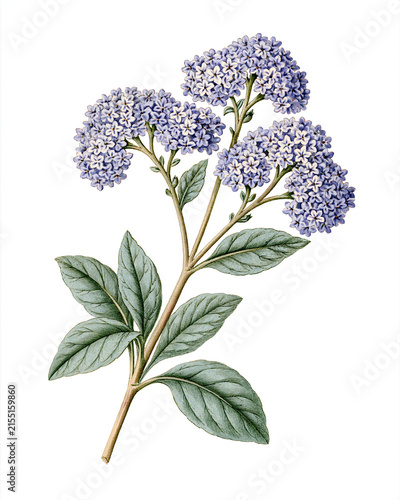 Vintage Botanical Illustration Collection – Aromatic Flowers and Fragrance Plants_heliotrope flowering stem