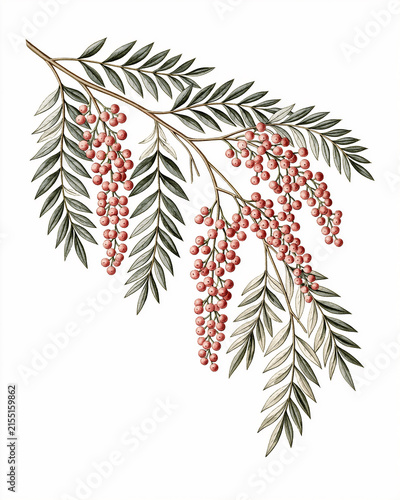 Vintage Botanical Illustration Collection – Aromatic Flowers and Fragrance Plants_pink pepper