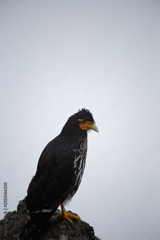 Fototapeta premium Carunculated Caracara on a Rocky Perch in Ecuador