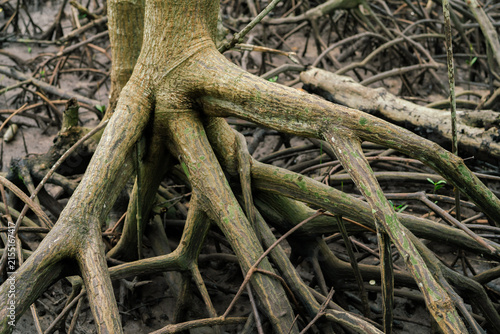 Obraz na plátne Mangrove roots in tropical coastal forest
