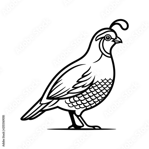 Black line art quail bird illustration.