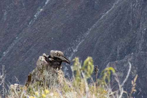 Cóndor andino, vistas de un cóndor en los andes peruanos