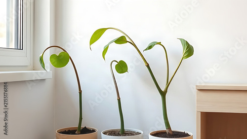 Potted plants leaning toward bright window, natural tendency and growth concept