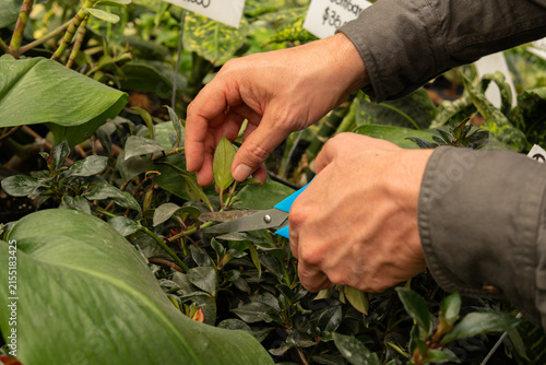 Hands of an unrecognized person using pruning scissors on a potted plant for growth and care