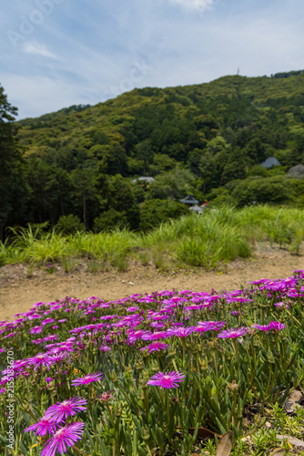 Obraz na płótnie 日本 愛知県豊橋市雲谷町にある普門寺の境内に咲く花