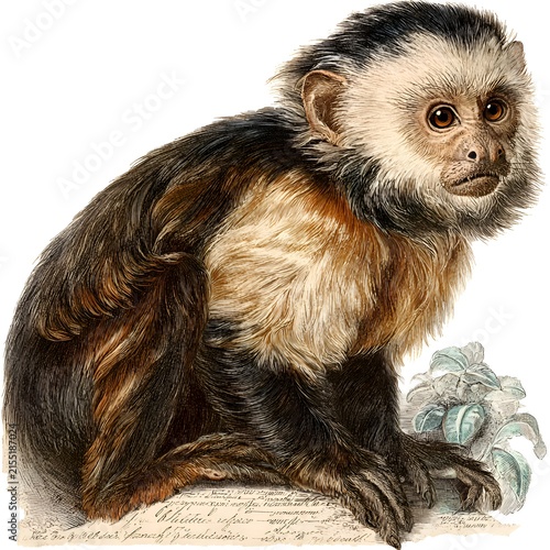 Vintage illustration of a white-faced capuchin monkey sitting on a branch with some plants