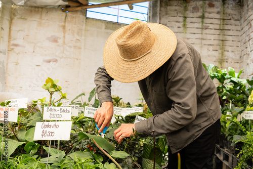 Unrecognized Gardener in straw hat working with pruning shears on potted plants in a greenhouse