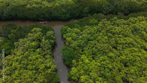 Aerial drone view of dense green mangrove forest
