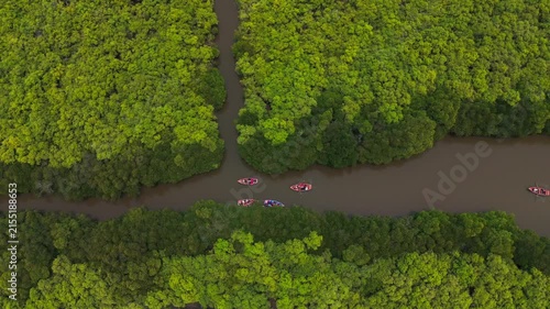 Aerial drone view of dense green mangrove forest