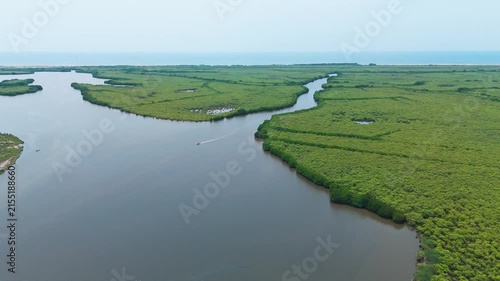 Aerial drone view of dense green mangrove forest