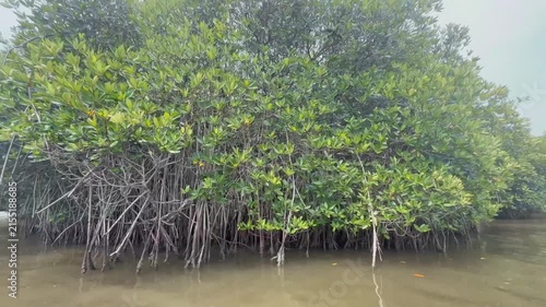 Dense green mangrove forest in Pichavaram Pondicherry