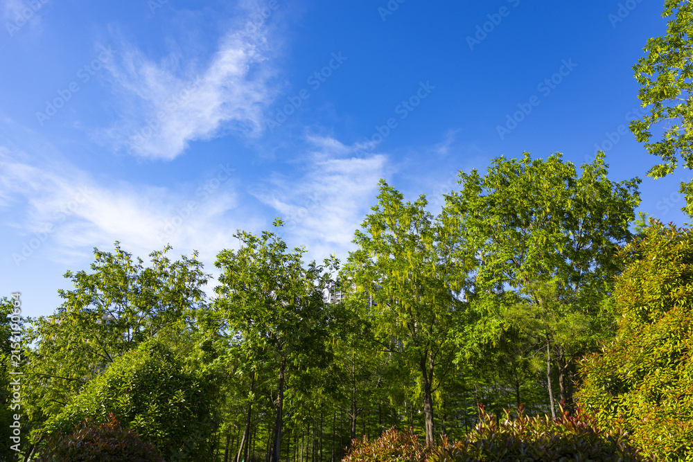 Fototapeta premium Lush Green Park Trees Under Blue Sky and White Clouds