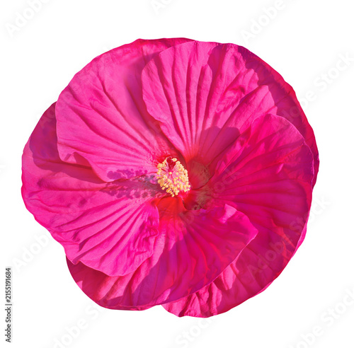 Magenta hibiscus flower isolated