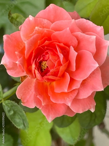 pink rose in garden