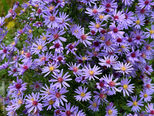 Symphyotrichum novi-belgii, New york aster, Michaelmas daisy, Sapphire aster, New England asters flowers.