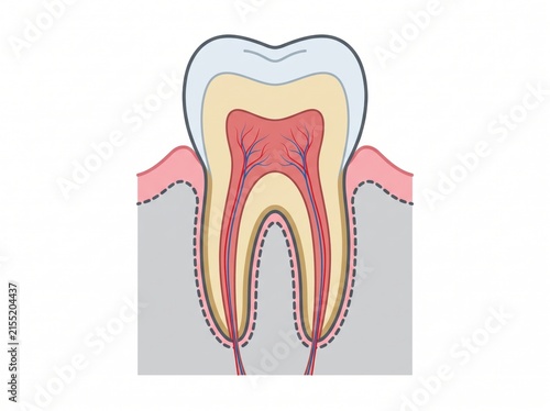 Anatomical cross section of a human tooth showing layers and structure with dentistry structure physiognomy healthcare treatment biological medicine scientific periodontal wellness clinical
