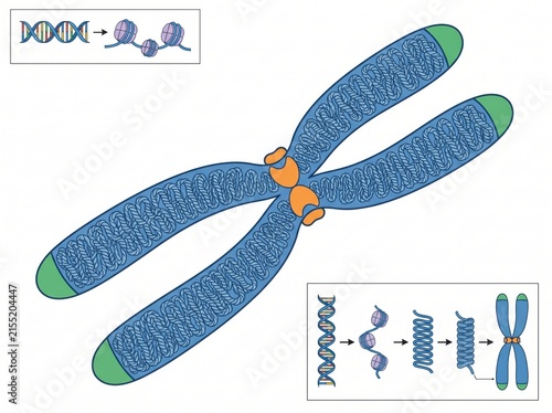Chromosome structure diagram illustrating DNA packing and condensed genetic material with chromosome genetics molecule nucleotide condensation structure biological molecular centromere