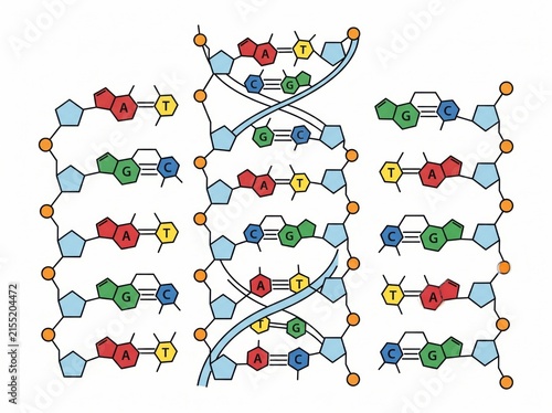 Dna double helix molecular structure with base pairs genetics molecule nucleotide chromosome biochemistry research scientific educational structure biological chemistry inheritance