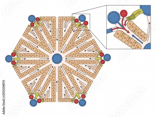 Diagram of hepatic lobule anatomical structure and blood flow pathway with histology physiology education biological research structure illustration circulation hepatocyte scientific
