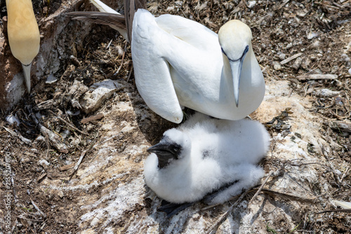Photography Quebec, Canada, 15 July 2026 : Adult gannet sits beside its fluffy white chick on a rocky nest
