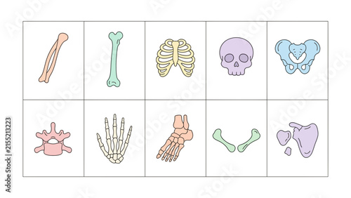 Obraz na plátne Human Skeleton Anatomy: A colorful, illustrated chart showcasing key components of the human skeletal system, including a femur, tibia, rib cage, skull, pelvis, vertebrae, hand, foot, clavicle