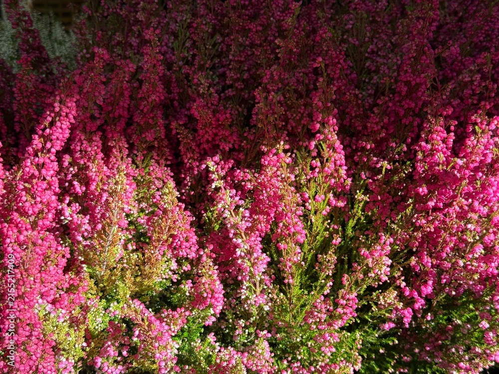 Obraz premium Heather Calluna vulgaris flowering plant.