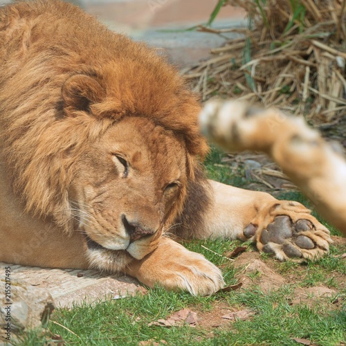 close up the peaceful calm lion face when it resting in the afternoon