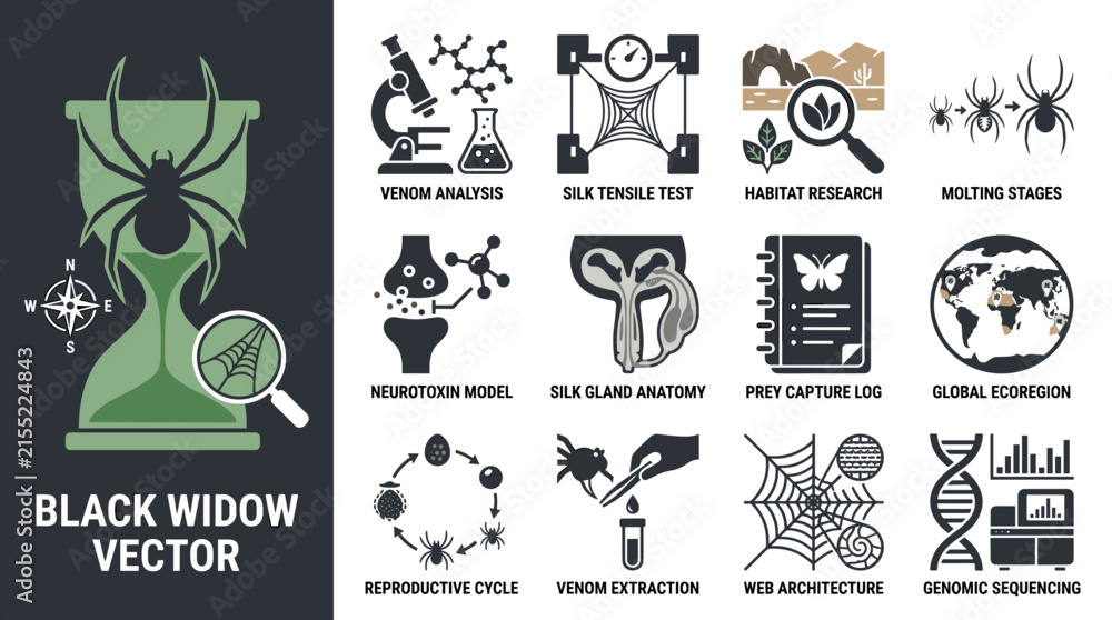 Fototapeta premium Black widow vector scientific research and lab icons
