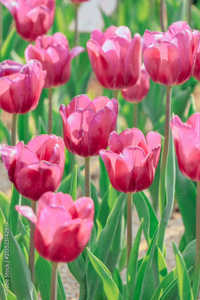 Fototapeta premium Pink Tulips Blooming in Spring Garden