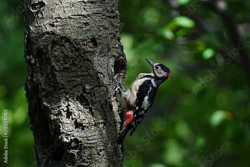 Wild Great Spotted Woodpecker Feeding on a Tree in Natural Habitat