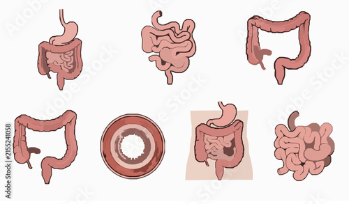 Quadro su tela Human intestinal system anatomy vector illustration set featuring small intestin