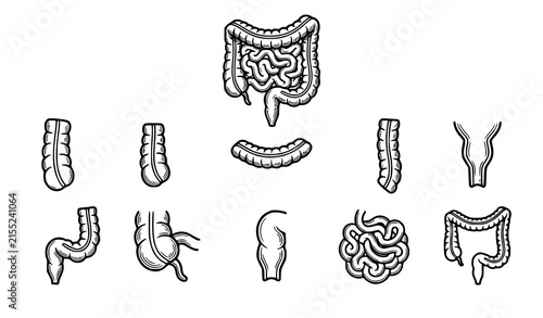 Quadro su tela Detailed human bowel anatomy vector collection showing colon small intestine cec