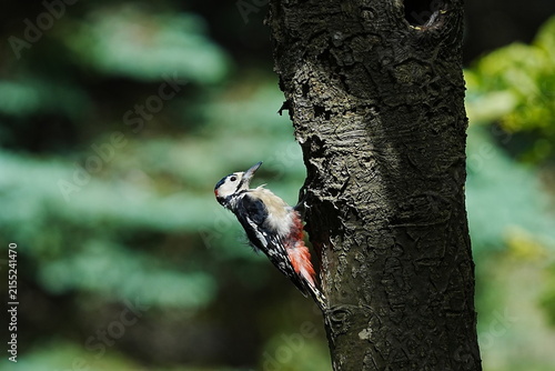 Great Spotted Woodpecker Perched on a Tree Trunk in Forest