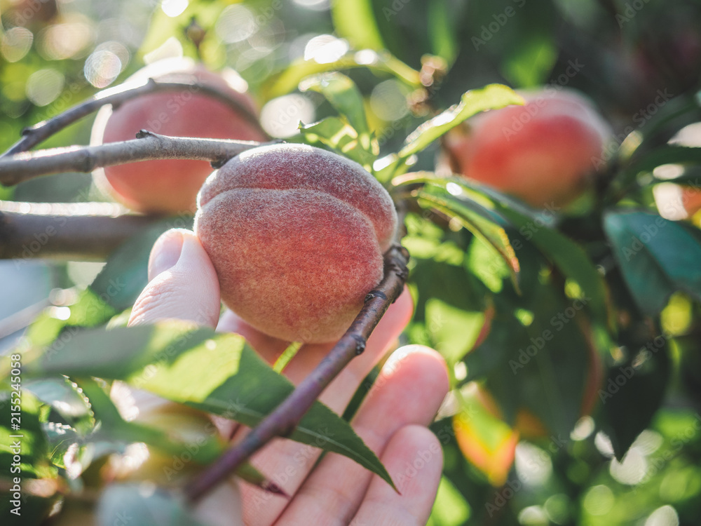 Fototapeta premium Hand picking a ripe peach from a tree branch in a sunny orchard. Symbolizes summer harvest, organic farming, and fresh produce. Ideal for agriculture, seasonal food, and healthy eating content now