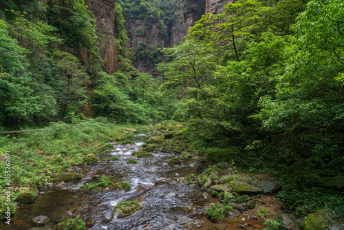 The most beautiful part of the Wulingyuan Scenic Area is the Golden Whip Stream in the Zhangjiajie National Forest Park on a spring day, Wulingyuan District, Zhangjiajie City, Hunan Province, China