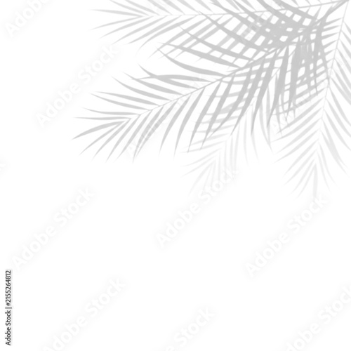 Tropical palm leaf shadow on white background, minimalist summer aesthetic, soft grey botanical shadows for product mockup
