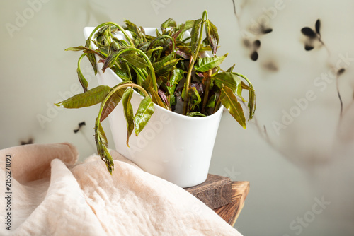 Fresh Chinese Toon Shoots in White Bowl