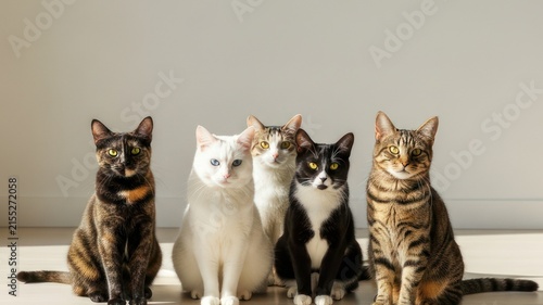 Five Diverse Domestic Cats Sitting in a Row
