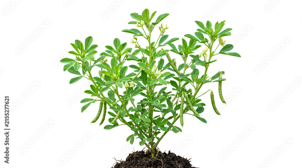 Fototapeta premium Fenugreek plant with green pods and small flowers isolated on transparent background