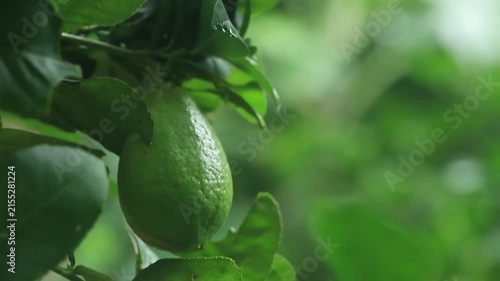 Close-up of a fresh green lime growing on a citrus tree surrounded by natural green foliage. The unripe tropical fruit represents citrus cultivation, organic farming, fresh produce, healthy food, and 