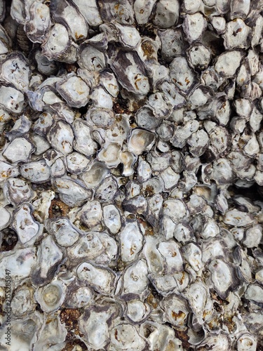 A close-up view of a dark coastal rock surface densely encrusted with small white barnacles and rock oysters.