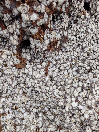 Obraz na plátne A close-up view of a dark coastal rock surface densely encrusted with small white barnacles and rock oysters