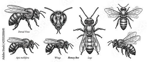 Detailed Vintage Bee Illustrations with Labels