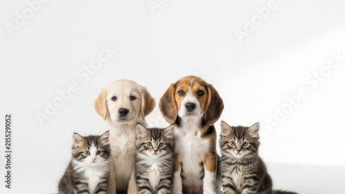 Cute Puppies and Kittens on White Background
