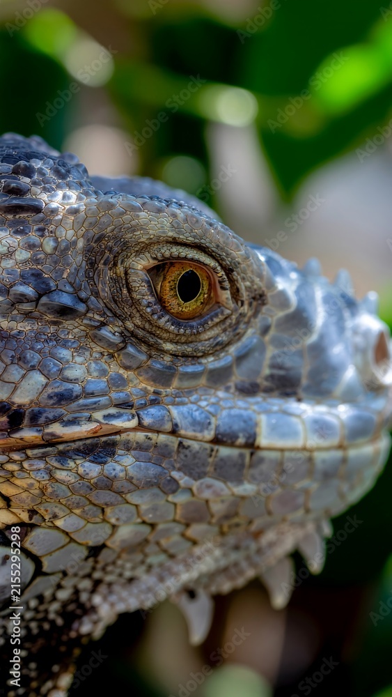 Fototapeta premium Majestic lizard reptile portrait for nature conservation awareness