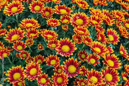 Natural background pattern of a big bouquet of autumn chrysanthemums